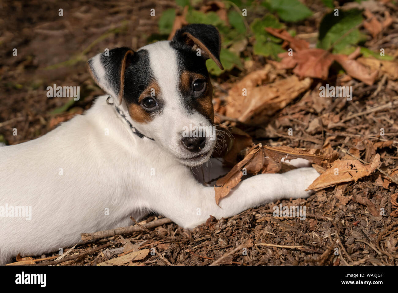 Issaquah, USA. Zwei Monate alten Jack Russell Terrier liegend auf dem Boden. (PR) Stockfoto