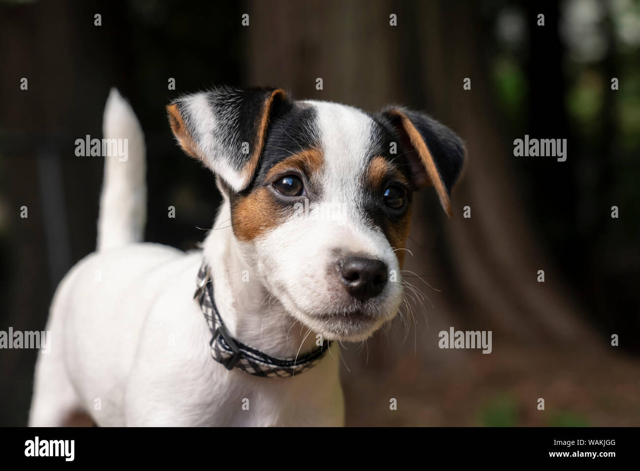 Issaquah, USA. Zwei Monate alten Jack Russell Terrier im Porträt. (PR) Stockfoto