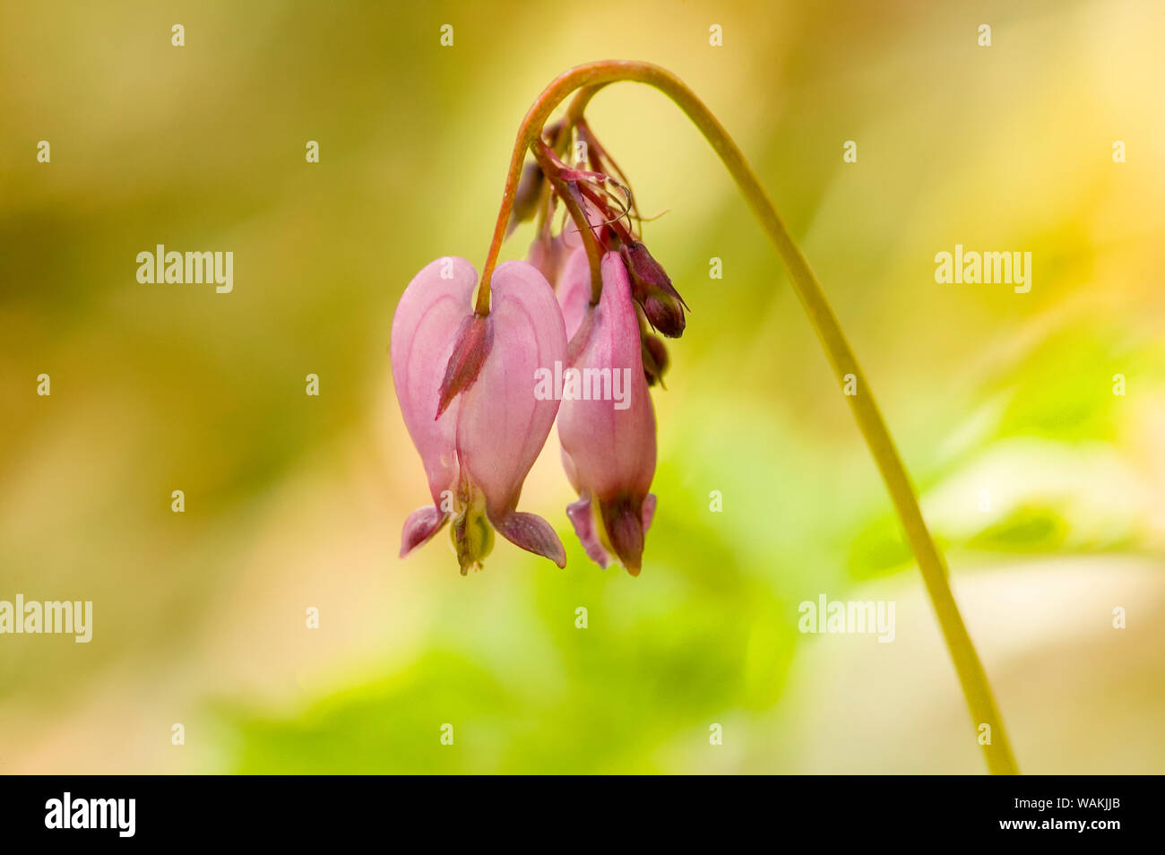 Issaquah, Washington State, USA. Pacific blutende Herzen Wildblumen. Stockfoto