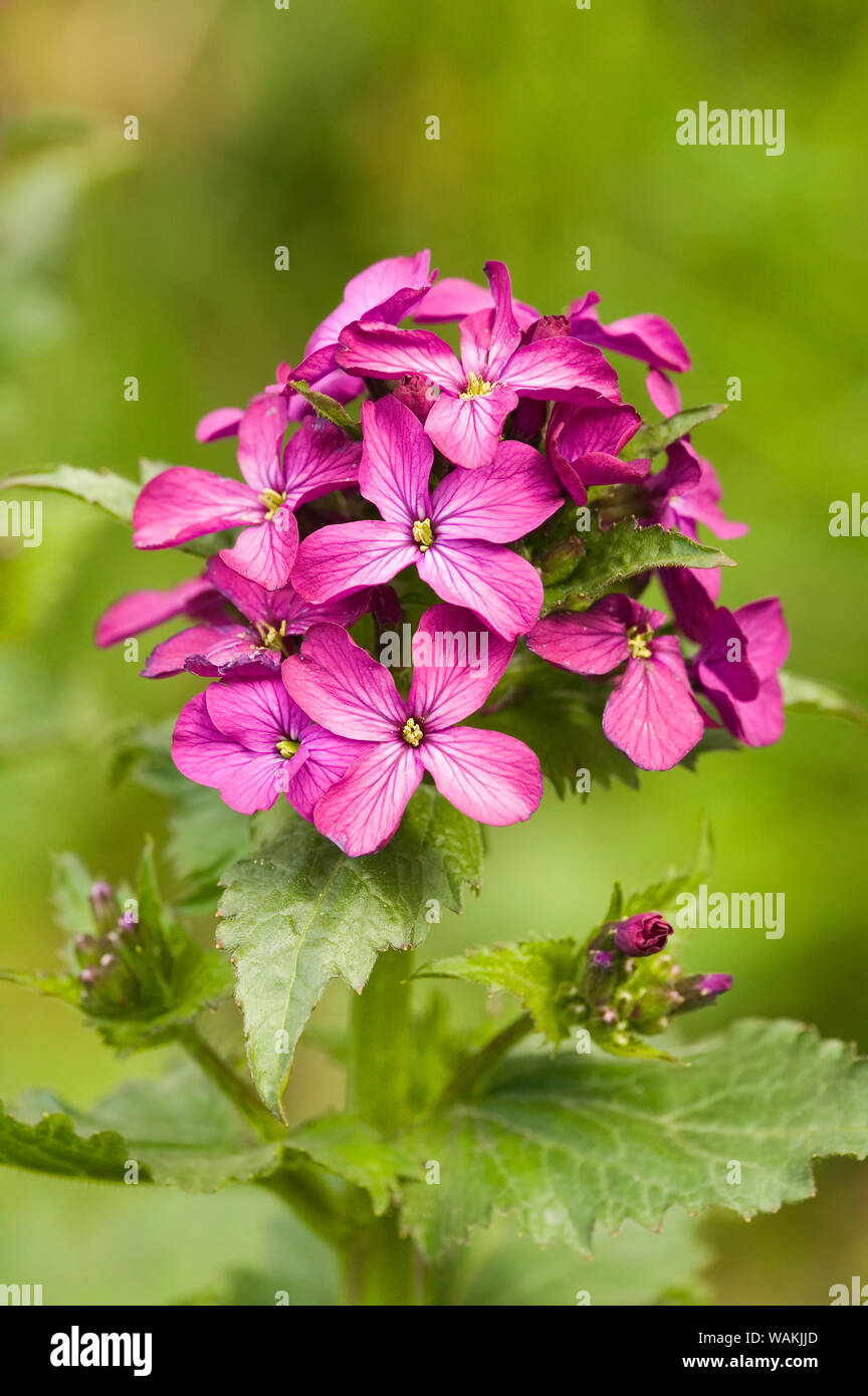 Issaquah, Washington State, USA. Ehrlichkeit, auch bekannt als jährliche Ehrlichkeit wildflower gefunden auf der Sumpf Spur der Tiger Mountain. Stockfoto