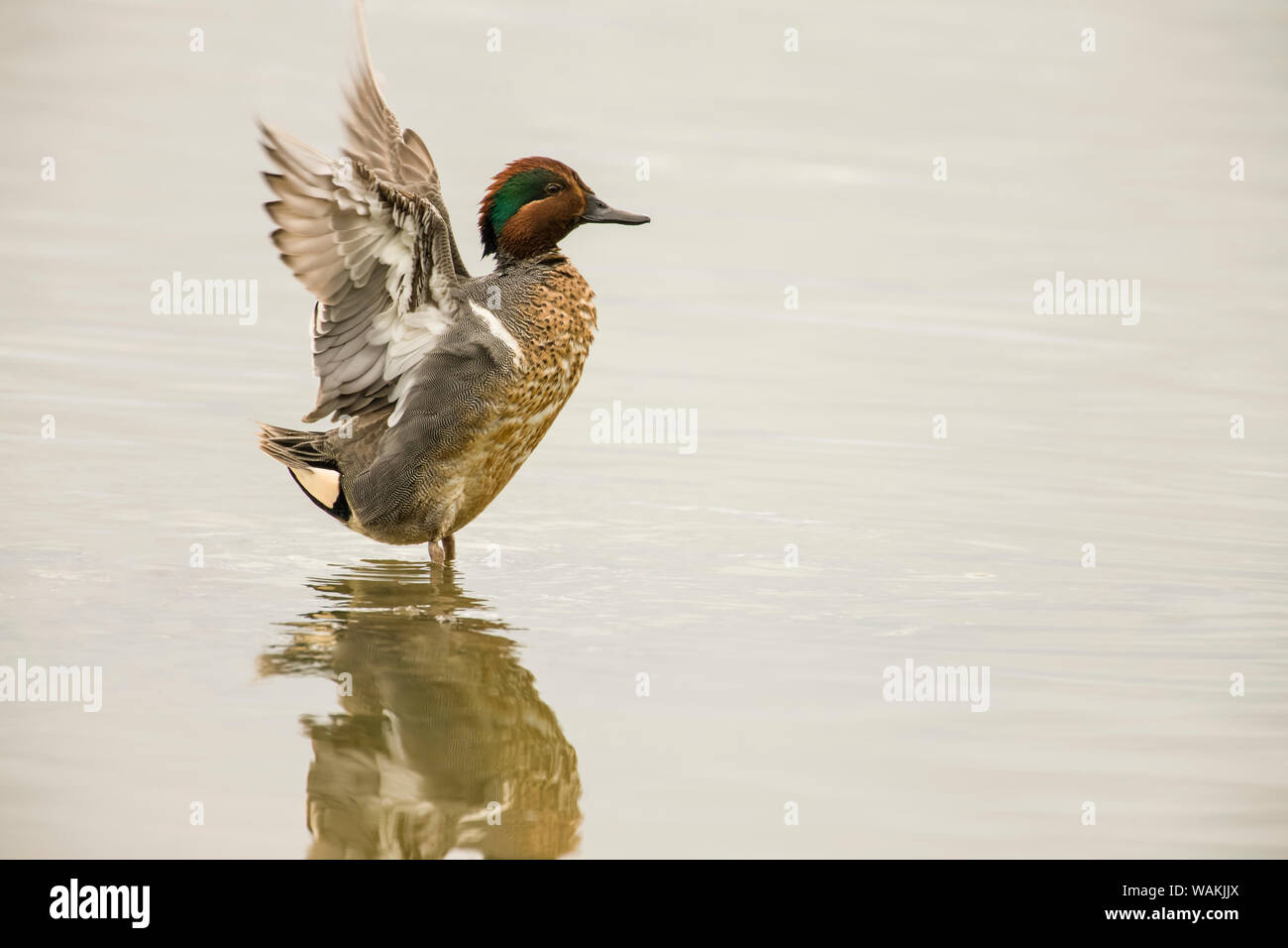 Ridgefield National Wildlife Refuge, Washington State, USA. Männliche green-winged Teal seine Flügel. Stockfoto