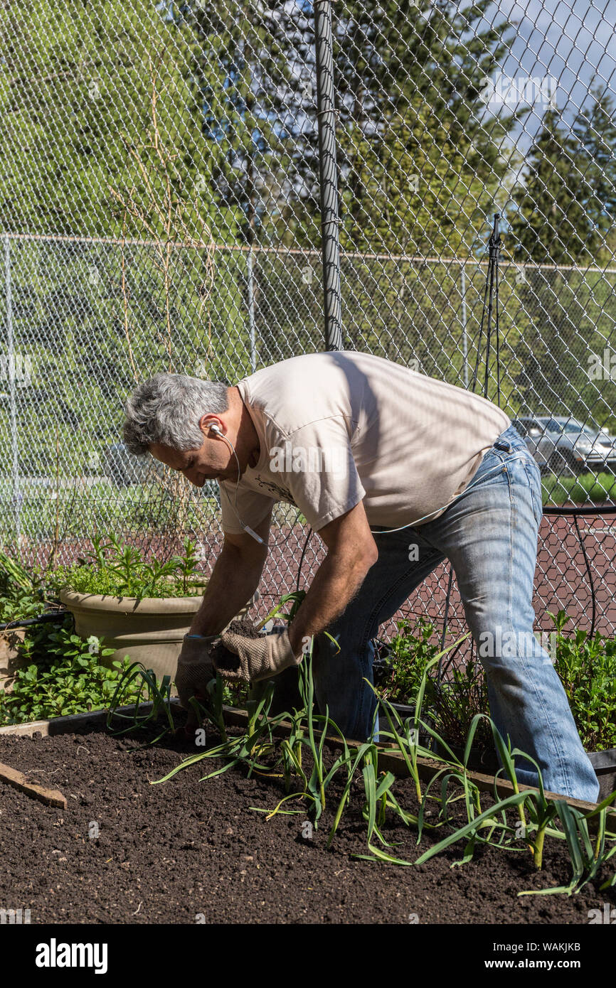 Issaquah, Washington State, USA. Man pflanzen Knoblauch beginnt in einem Hochbeet Garten in einem gemeinschaftlichen Garten. (MR, PR) Stockfoto