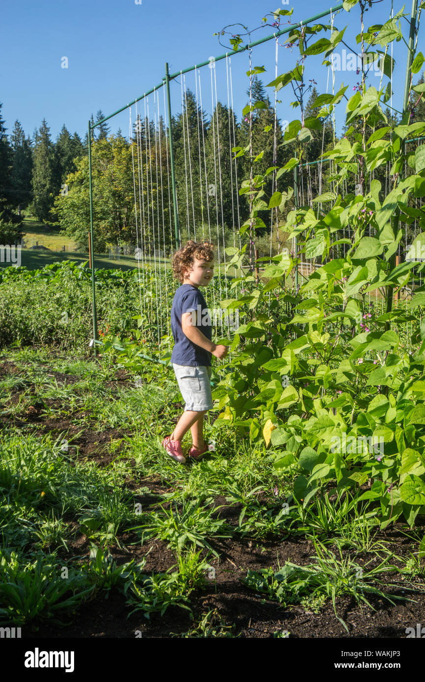 Maple Valley, Washington State, USA. Junge Blick auf Goodmother Stollard lila Pol Bohnen, mit Purpur Stangenbohnen zu seiner Linken. (MR, PR) Stockfoto