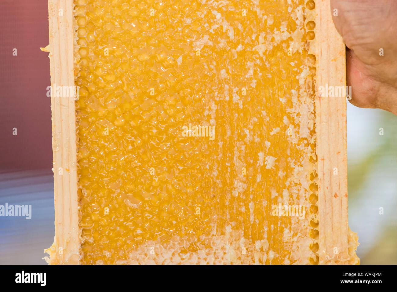 Mann hält eine Nahaufnahme von einem Rahmen von bedeckte Honig. Weiter wird es nicht abgedeckt werden und dann in eine Honigschleuder Maschine legen. (MR) Stockfoto