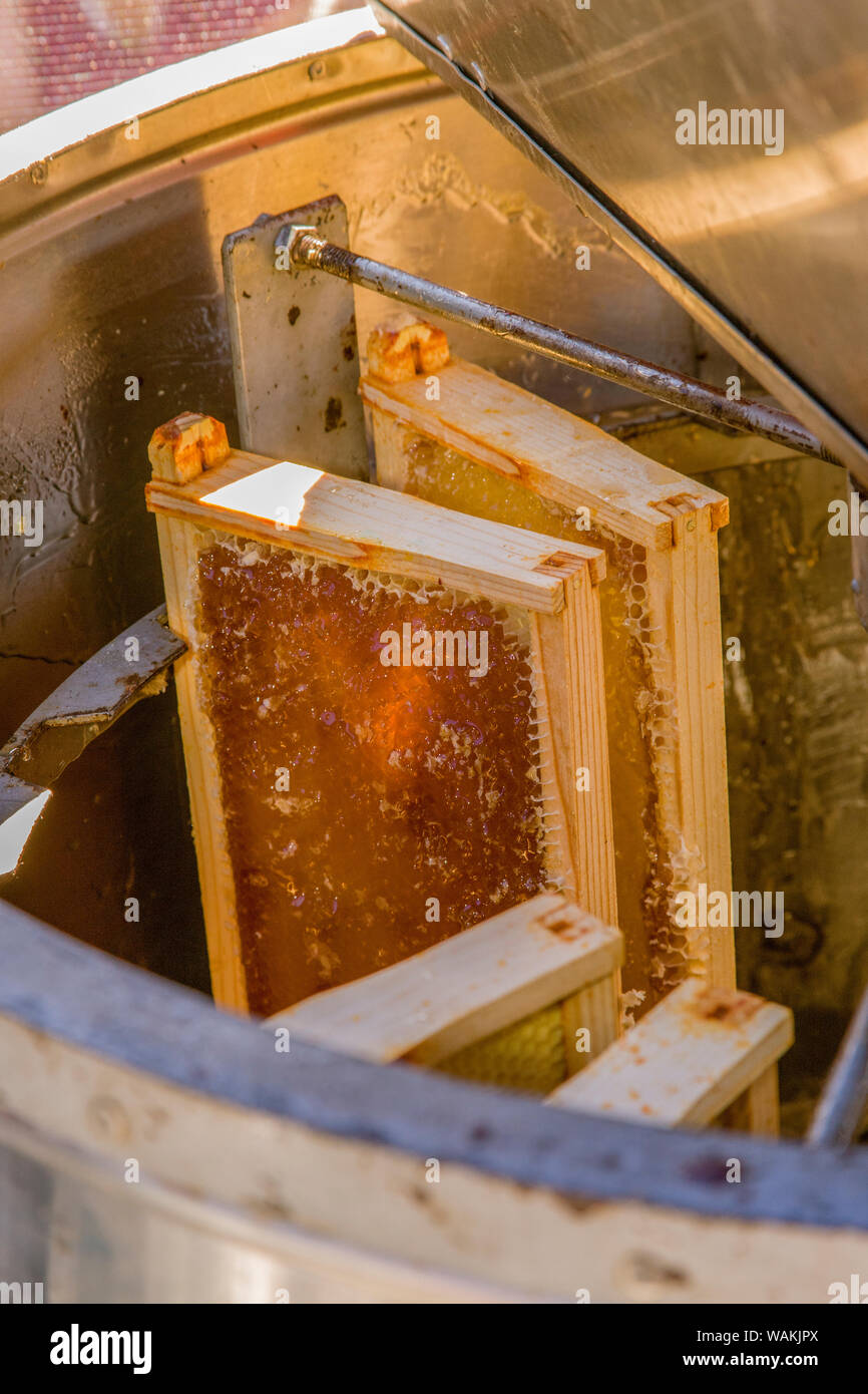 Frames von Honig in eine Honigschleuder Maschine. Da die Frames von Honig Spin, Fliehkraft wirft die Honig gegen die Seitenwände des Extraktors, wo es unten ausgeführt wird und am unteren Ende des Abziehers sammeln. Stockfoto