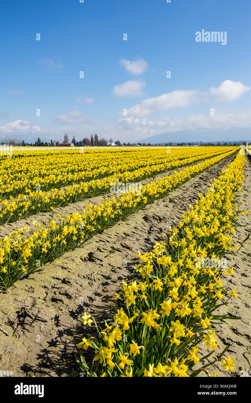 Mount Vernon, Skagit Valley, Washington State. Narzisse Feld Stockfoto