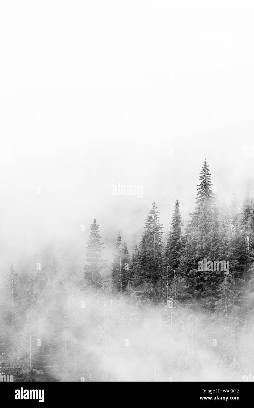 Staat Washington, Mount Rainier National Park. Tannen in Wolken Stockfoto