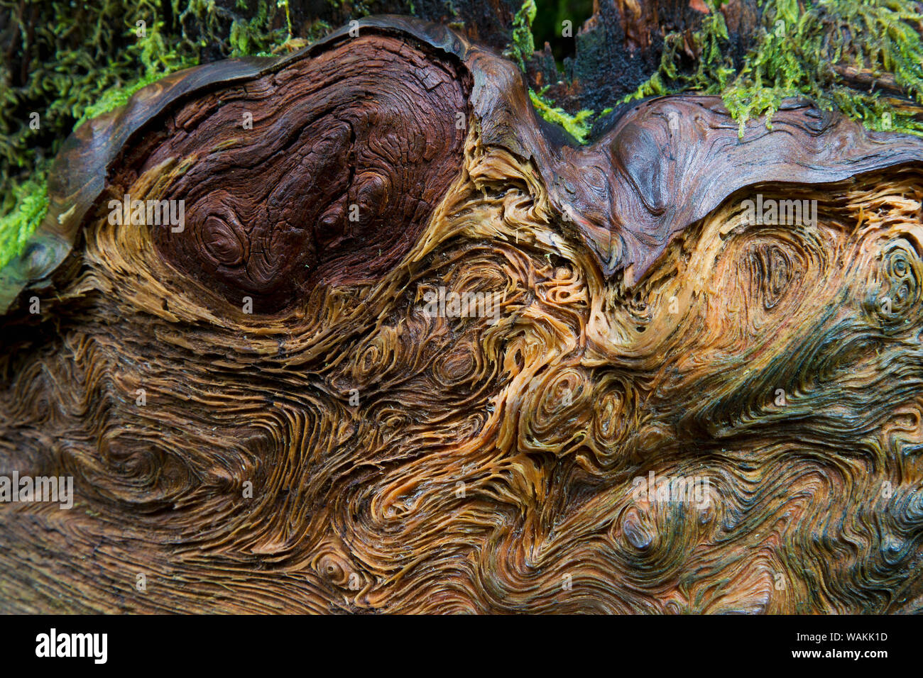 Gefallen alte Baum Holzmaserung Stockfoto