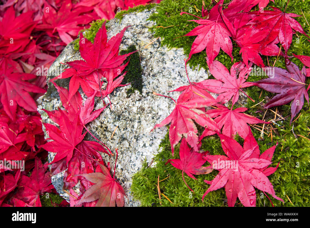 USA, Washington State. Gefallenen Herbst japanische Ahornblätter Gegensatz zu Rock und Moos Stockfoto