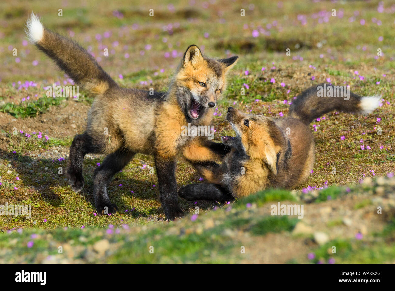USA, Washington State. Red fox Kits. Stockfoto