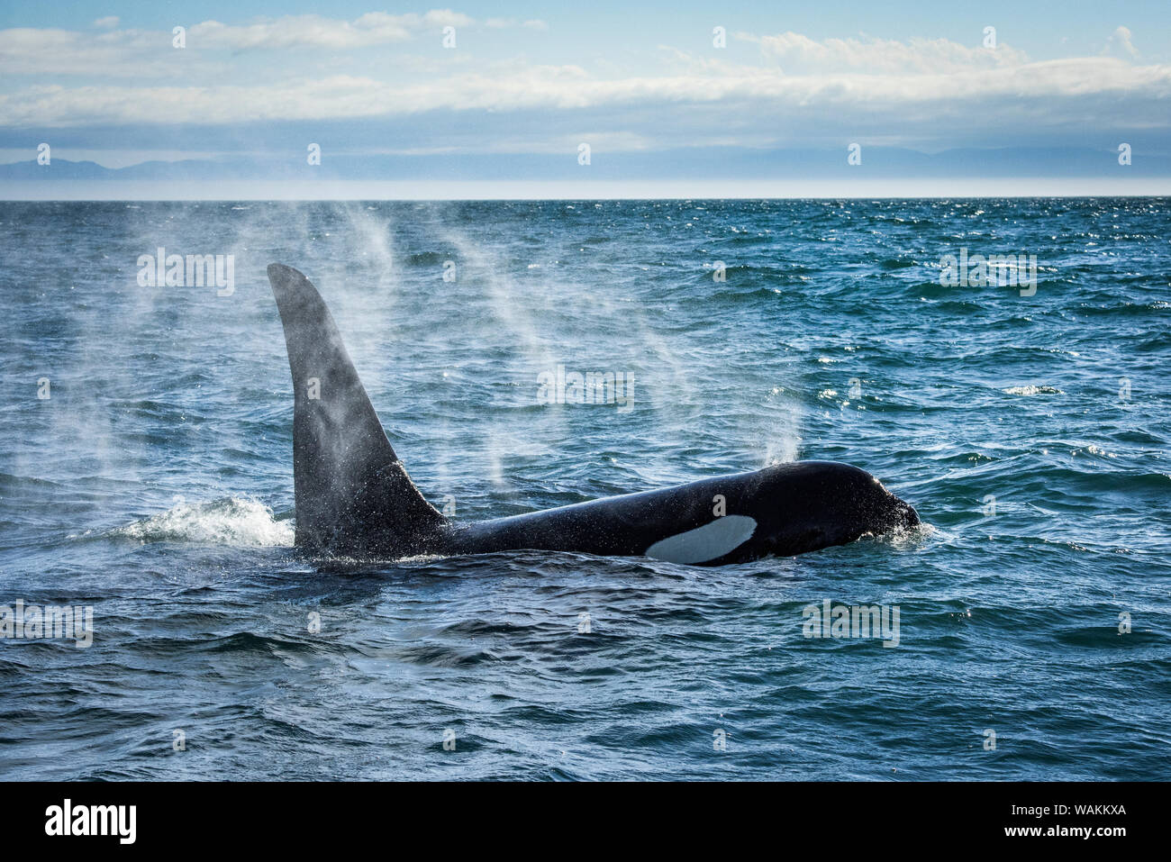 Straße von Juan de Fuca, Washington State, USA. Südliche resident Killer whale weht. Stockfoto