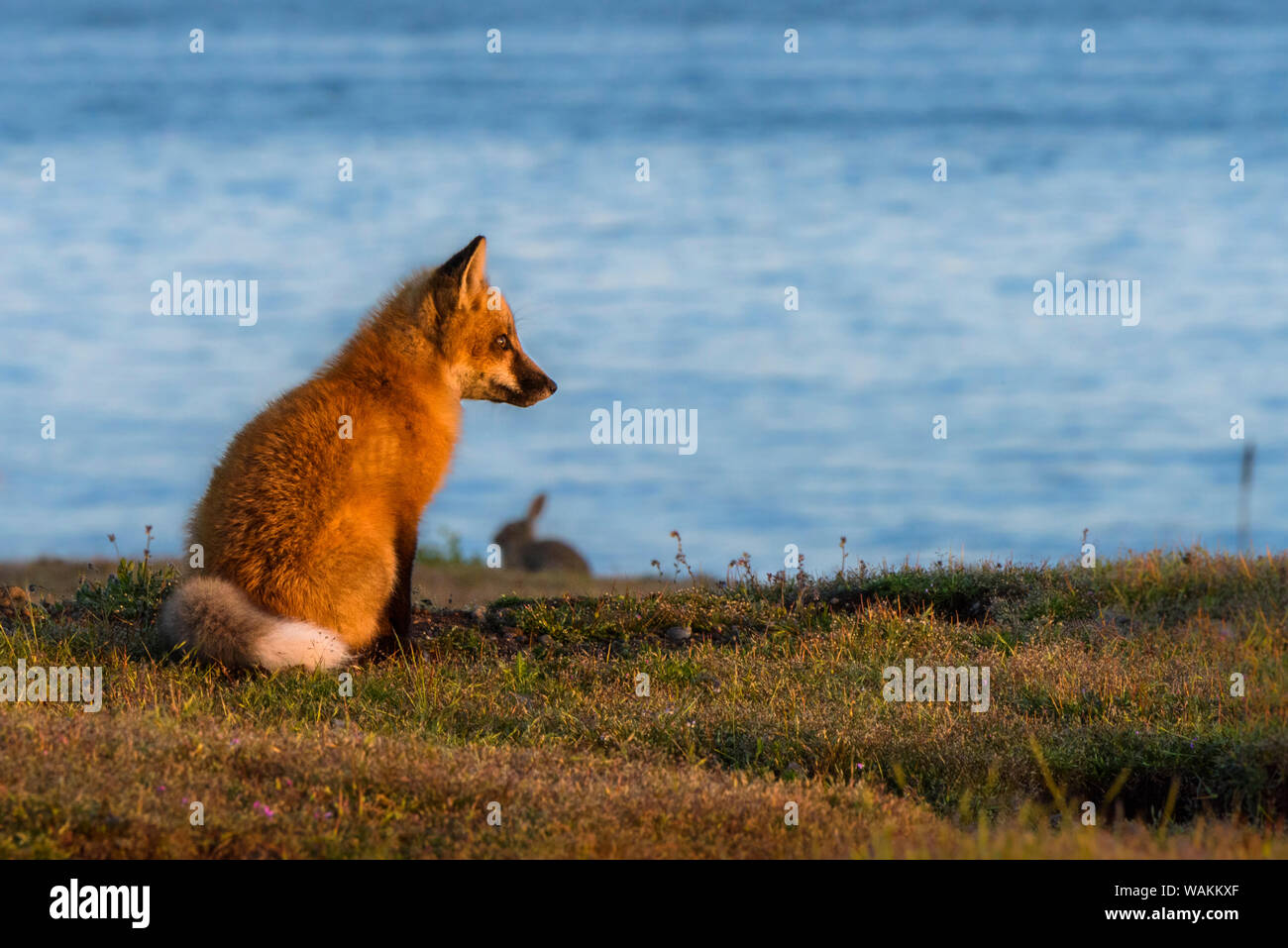 USA, Washington State. Red Fox und Europäischen Kaninchen. Stockfoto