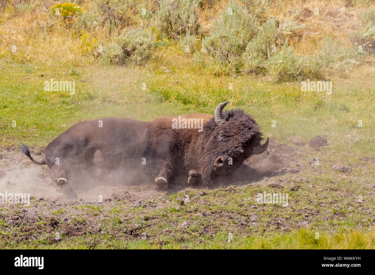 USA, Wyoming, Yellowstone National Park. Büffel in Staub. Credit: Fred Herr/Jaynes Galerie/DanitaDelimont.com Stockfoto