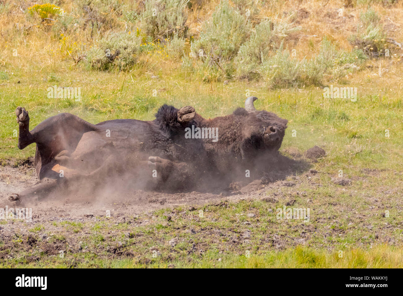 USA, Wyoming, Yellowstone National Park. Büffel in Staub. Credit: Fred Herr/Jaynes Galerie/DanitaDelimont.com Stockfoto