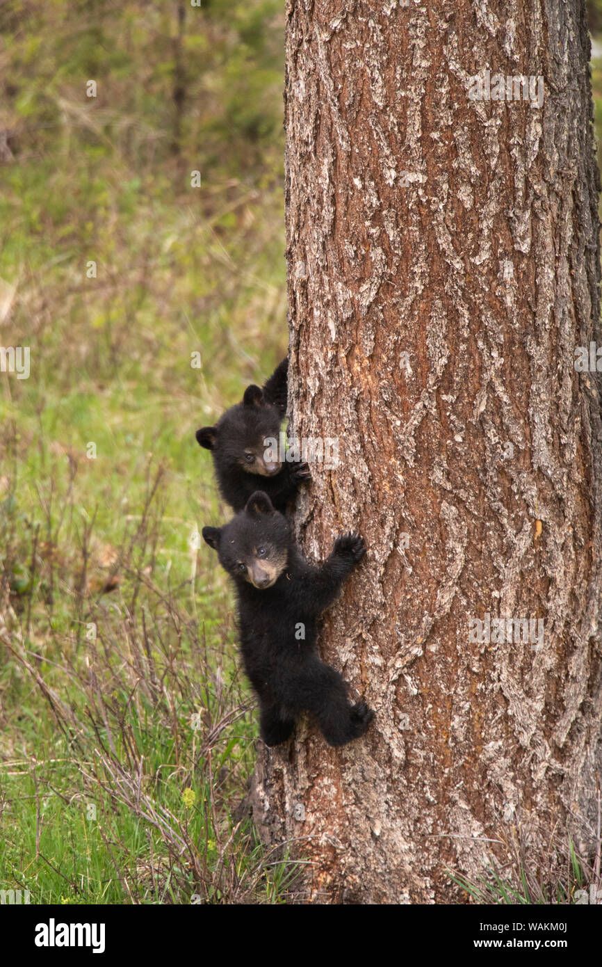 USA, Wyoming, Yellowstone National Park. Black Bear cubs klettern Kiefer. Credit: Don Grall/Jaynes Galerie/DanitaDelimont.com Stockfoto