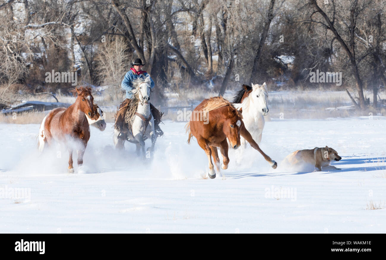 Cowboy Pferd Antrieb auf Versteck Ranch, Shell, Wyoming. Cowboy Pferde durch den Schnee beim Pferd, Hund treten. (MR, PR) Stockfoto