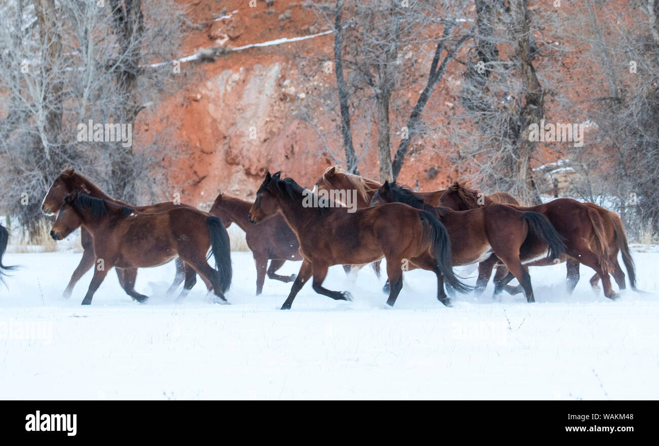 Cowboy Pferd Antrieb auf Versteck Ranch, Shell, Wyoming. Herde von Pferden im Schnee läuft. Stockfoto