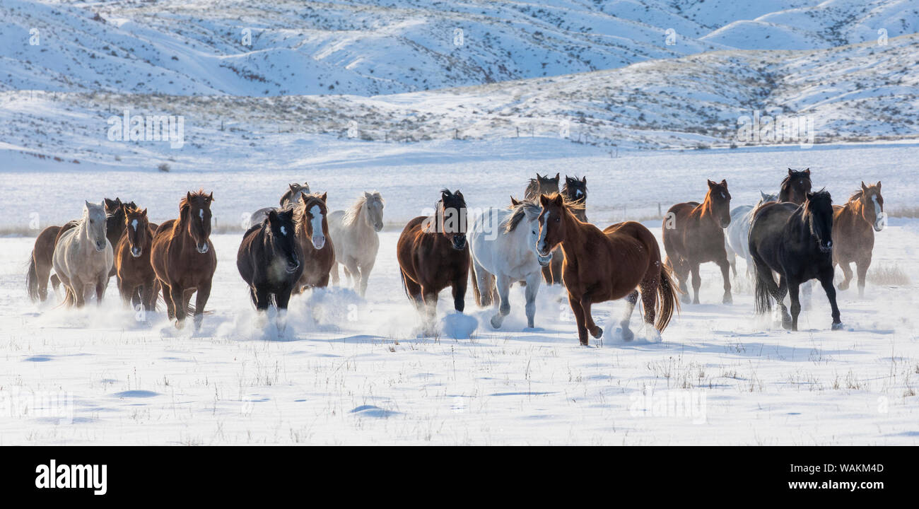 Cowboy Pferd Antrieb auf Versteck Ranch, Shell, Wyoming. Herde von Pferden im Schnee läuft. Stockfoto