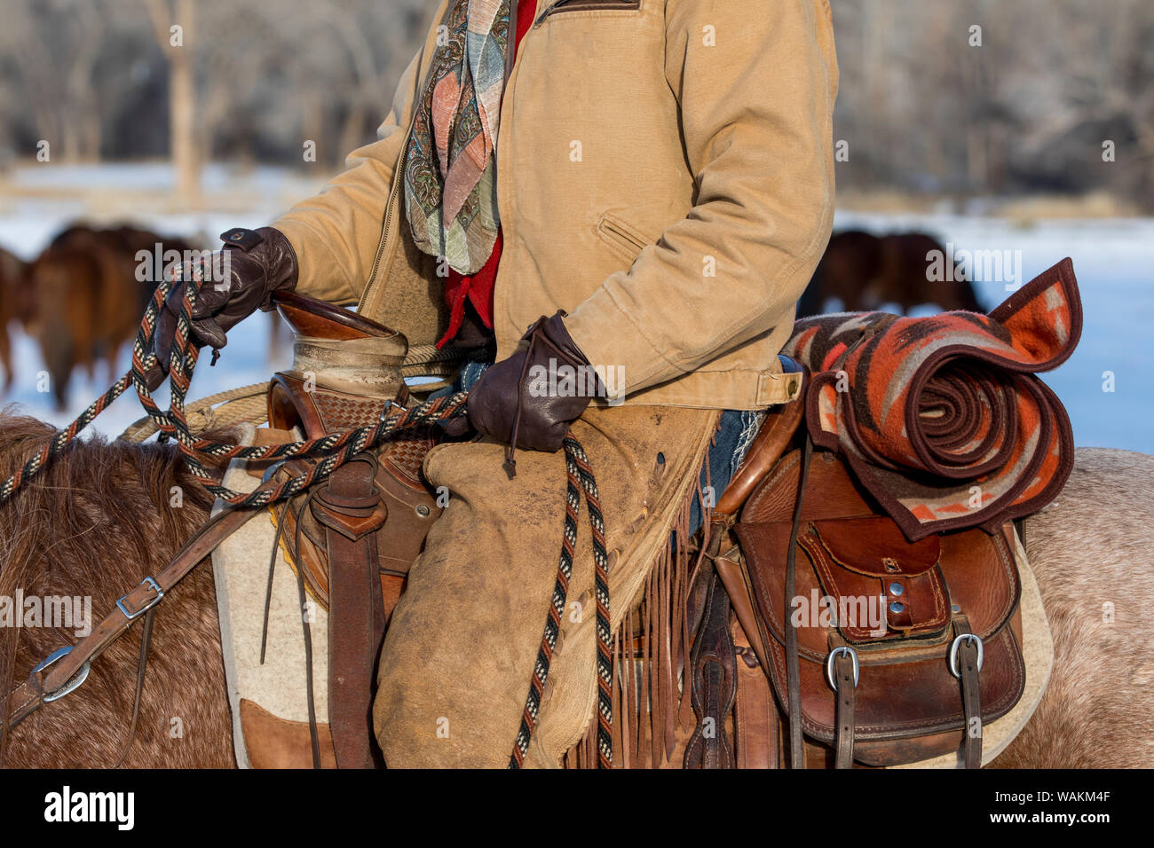 Cowboy Pferd Antrieb auf Versteck Ranch, Shell, Wyoming. Cowgirl im Sattel. Stockfoto