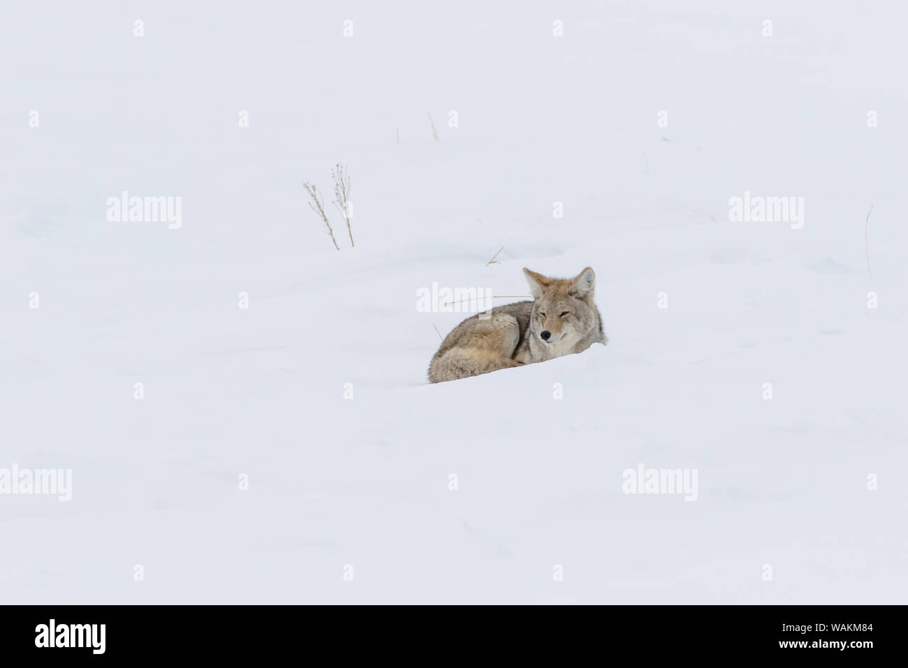 USA, Wyoming, Yellowstone National Park, Kojote (Canis yogiebeer). Porträt von einem Kojoten im Schnee. Stockfoto