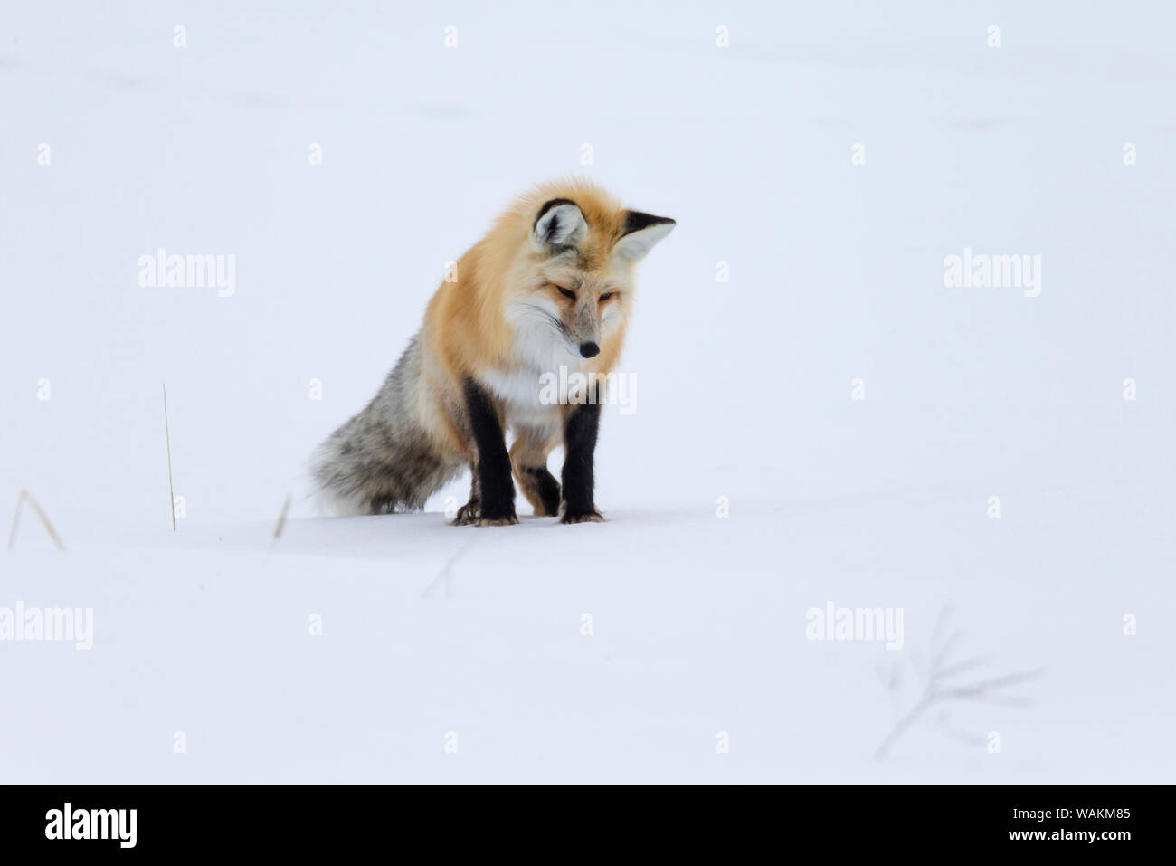 USA, Wyoming, Yellowstone National Park. Eine Red Fox (Vulpes vulpes) Listening für Bewegung unter dem Schnee Signalisierung ein Nagetier. Stockfoto
