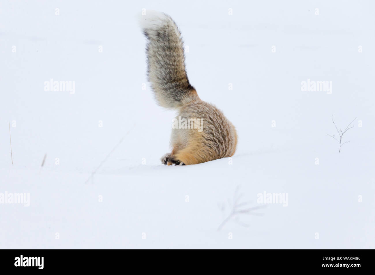 USA, Wyoming, Yellowstone National Park. Eine Red Fox (Vulpes vulpes) ist kopfüber in den Schnee ein Nagetier zu erhalten. Stockfoto