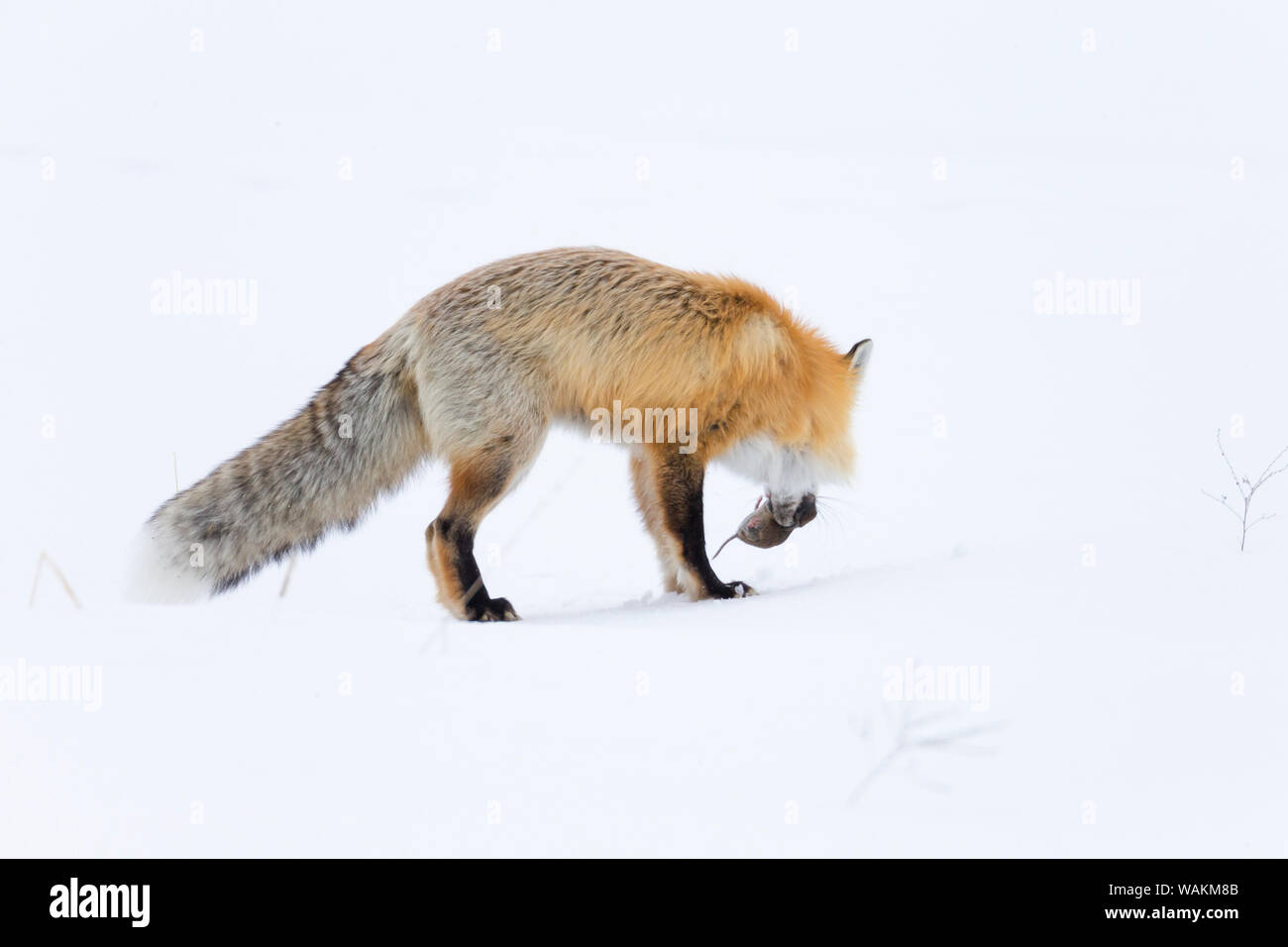 USA, Wyoming, Yellowstone National Park. Eine Red Fox (Vulpes vulpes) hat erfolgreich ein Nagetier erhalten. Stockfoto