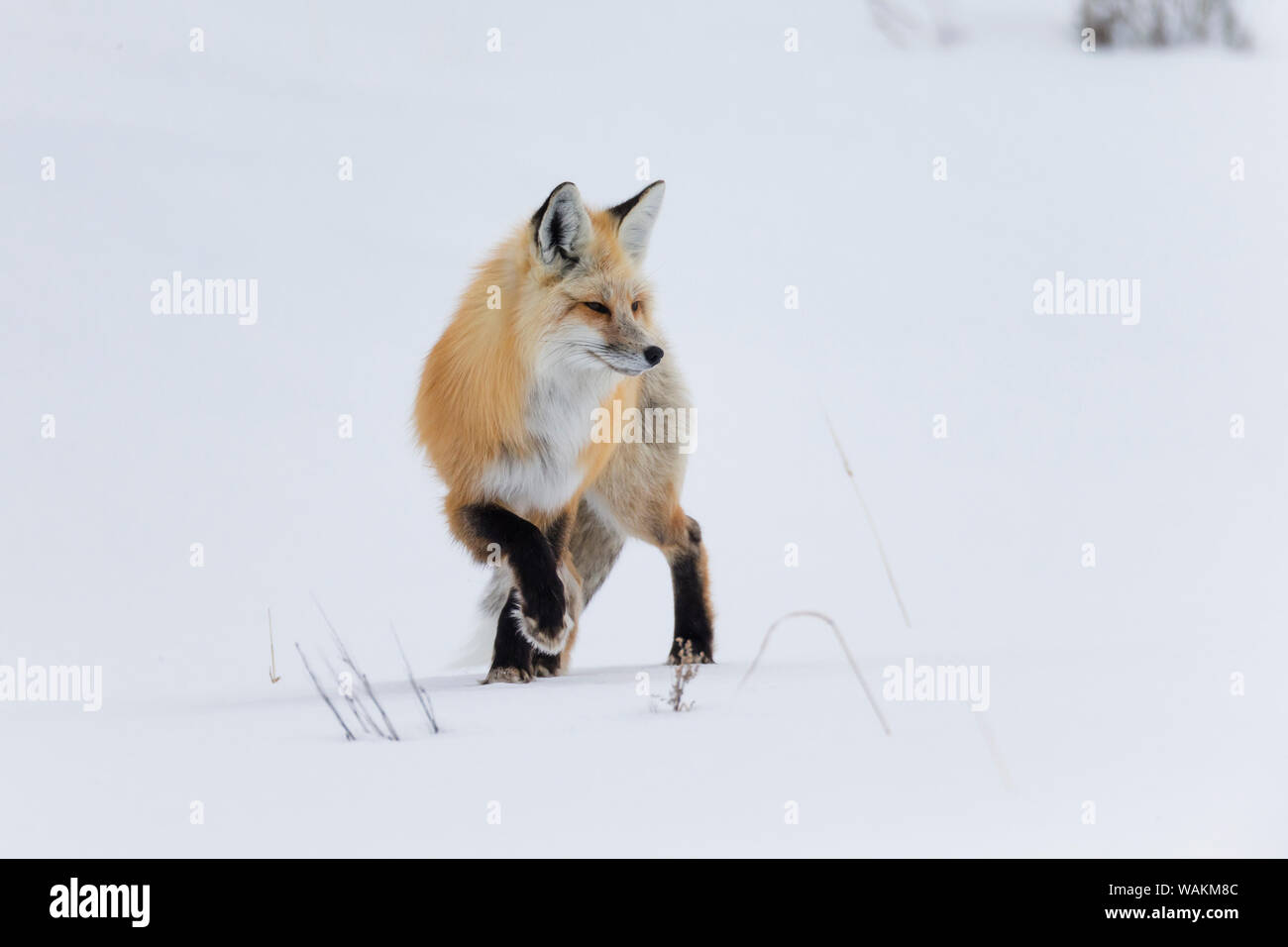 USA, Wyoming, Yellowstone National Park. Eine Red Fox (Vulpes vulpes) Listening für Bewegung unter dem Schnee Signalisierung ein Nagetier. Stockfoto