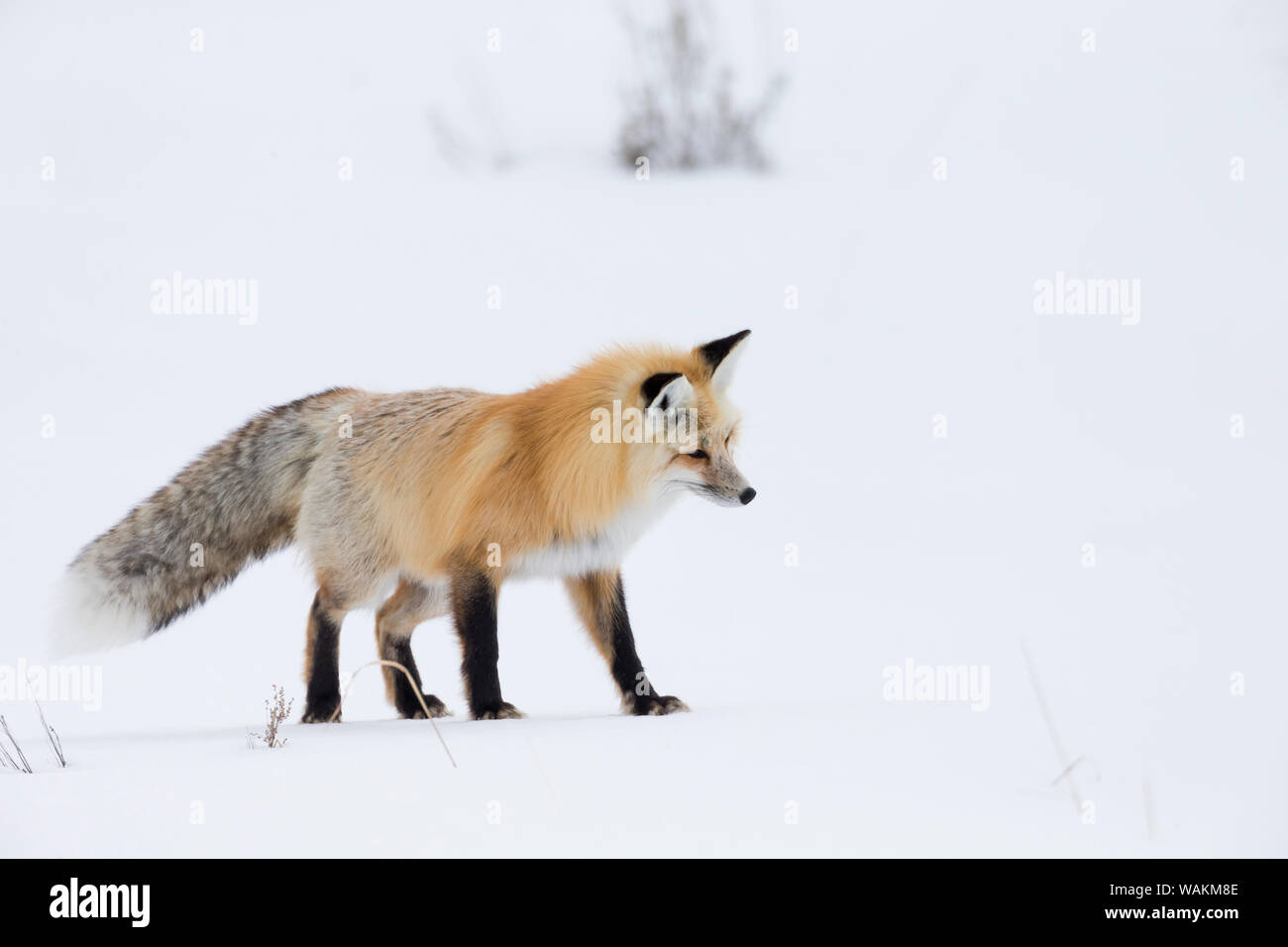 USA, Wyoming, Yellowstone National Park. Eine Red Fox (Vulpes vulpes) Listening für Bewegung unter dem Schnee Signalisierung ein Nagetier. Stockfoto