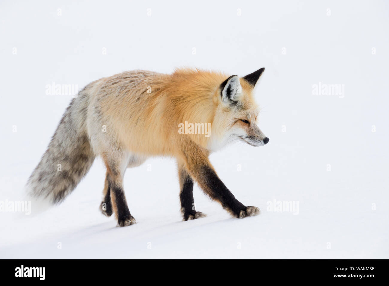 USA, Wyoming, Yellowstone National Park. Eine Red Fox (Vulpes vulpes) Wandern auf dem Verkrusteten Schnee, hören Sie auf Geräusche der Nager unter. Stockfoto