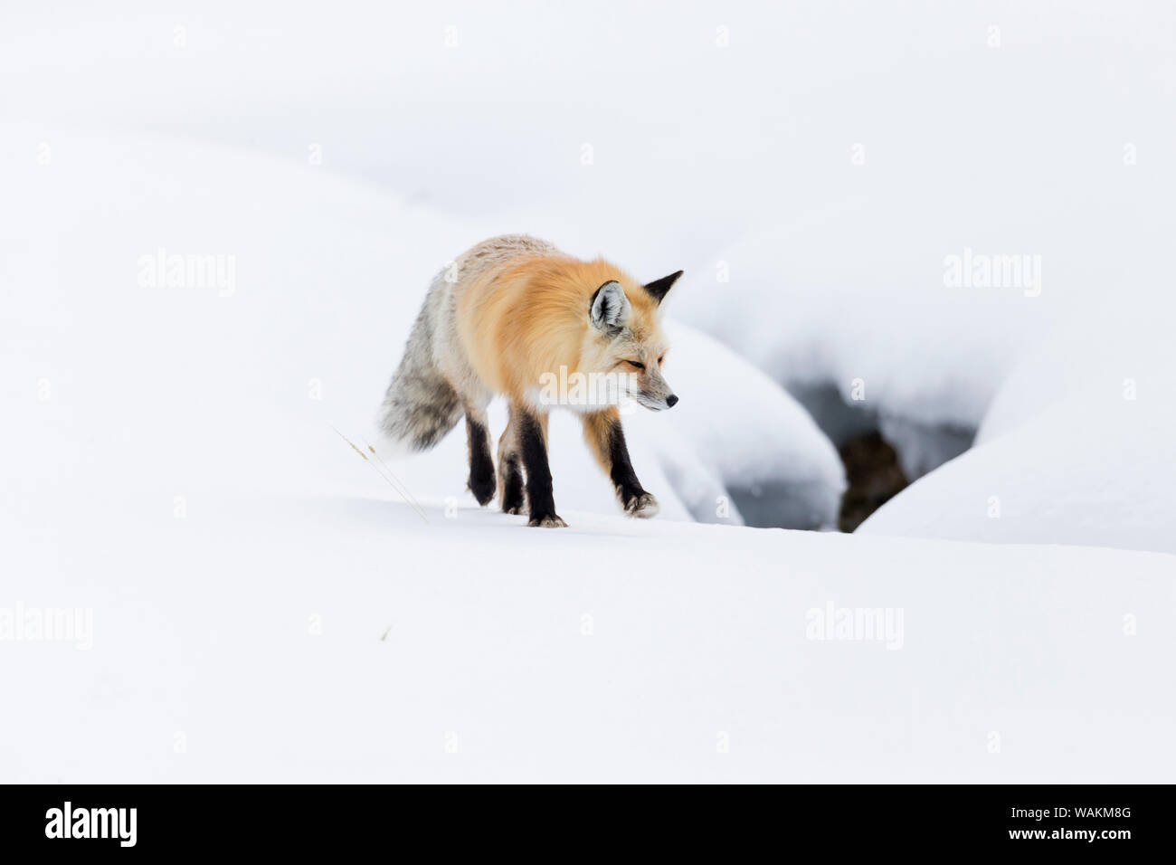 USA, Wyoming, Yellowstone National Park. Eine Red Fox (Vulpes vulpes) Wandern auf dem Verkrusteten Schnee, hören Sie auf Geräusche der Nager unter. Stockfoto