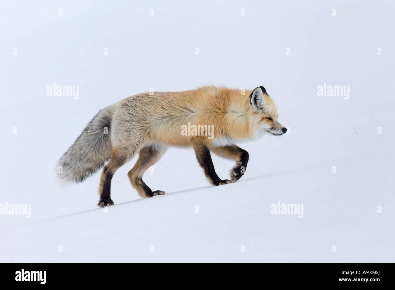 USA, Wyoming, Yellowstone National Park. Eine Red Fox (Vulpes vulpes) Wandern auf dem Verkrusteten Schnee, hören Sie auf Geräusche der Nager unter. Stockfoto