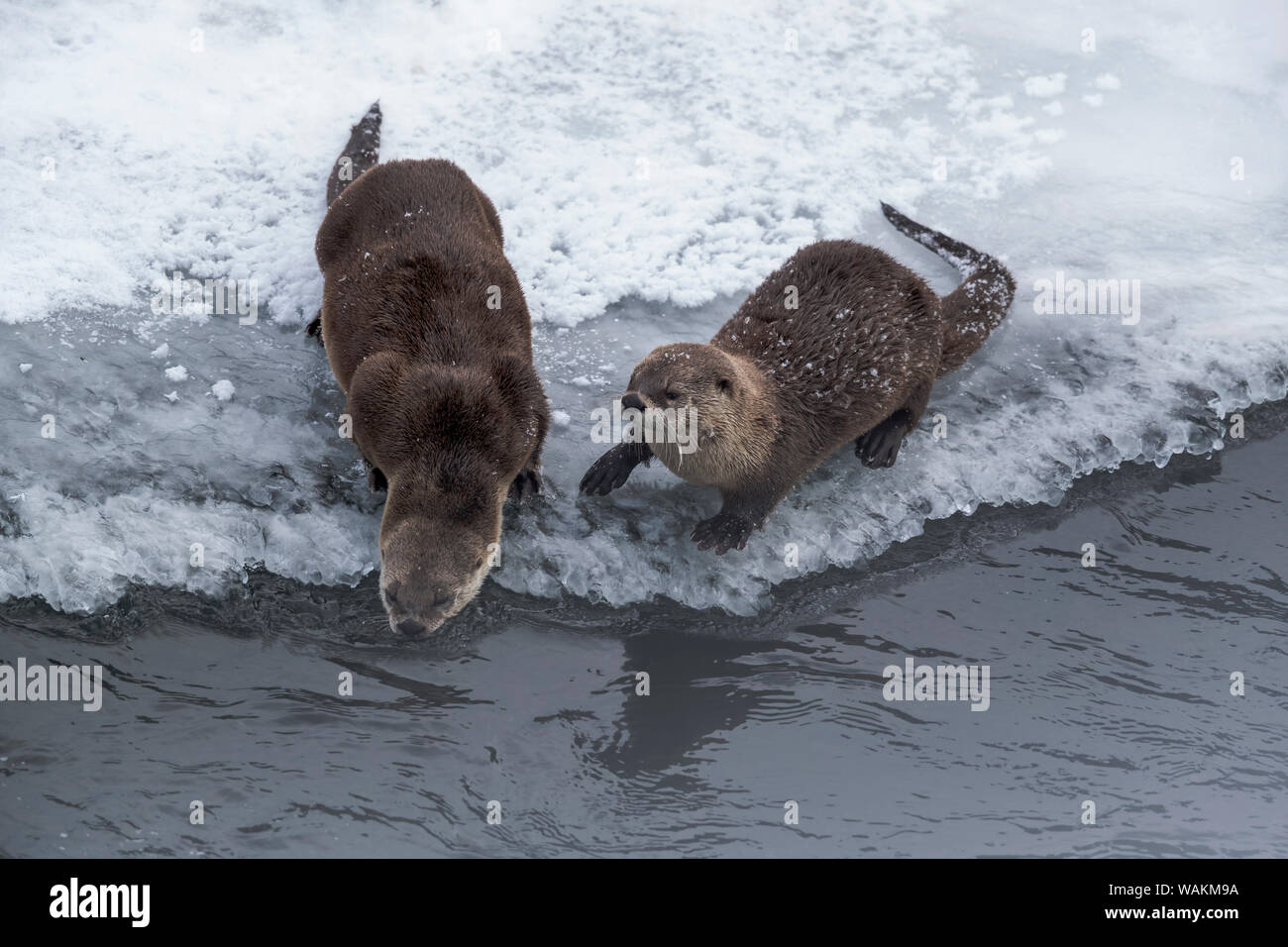 USA, Wyoming, Yellowstone National Park. Die beiden nördlichen Fischotter vorbereiten, um den Fluss von der eisigen Küste zurückzukehren. Stockfoto