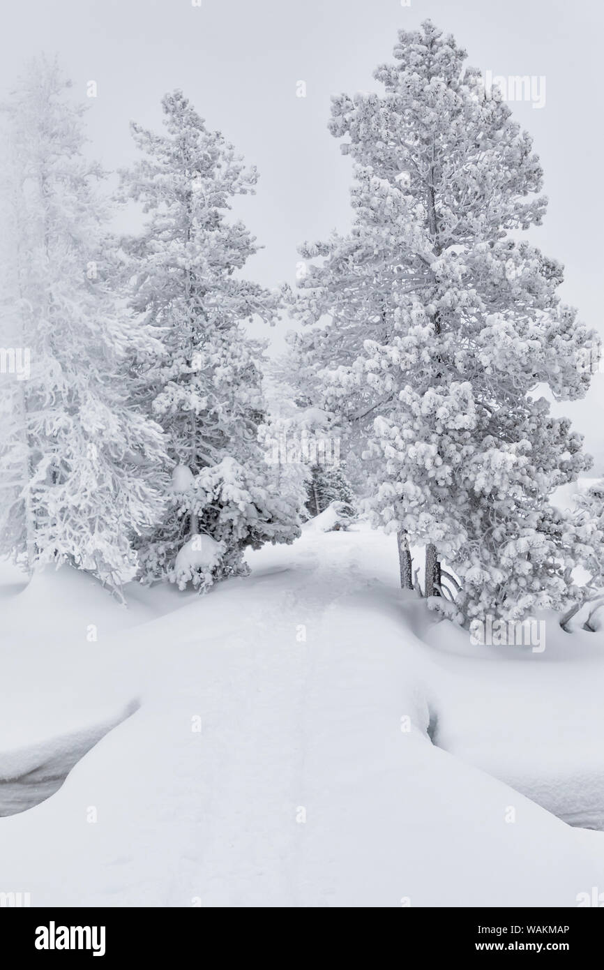 USA, Wyoming, Yellowstone National Park, Upper Geyser Basin. Bäume sind Schnee bedeckt, da ist der Weg zu den Großen Geysir. Stockfoto