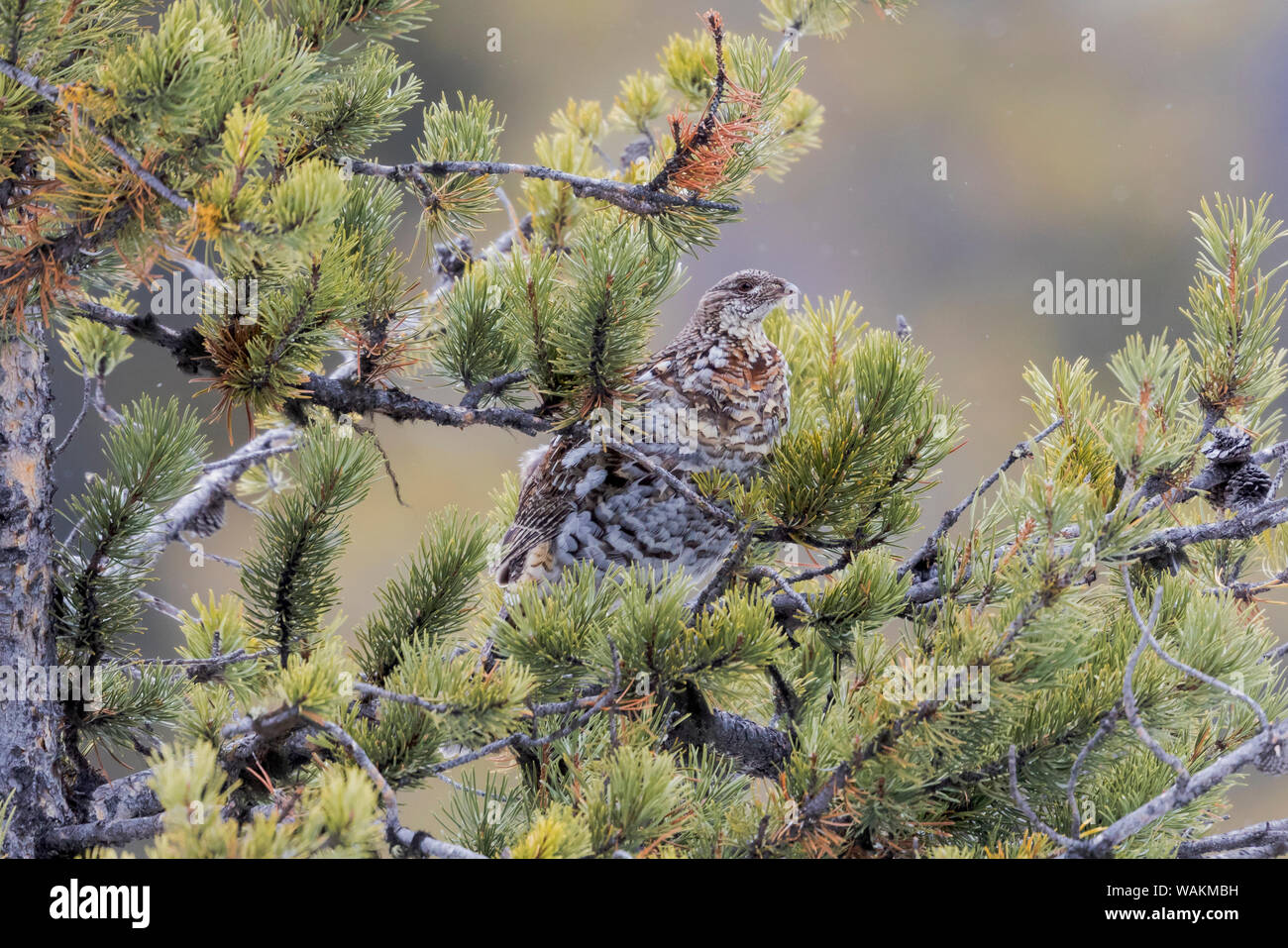 USA, Wyoming, Yellowstone National Park, Rebhuhn (Perdix perdix). Ein rebhuhn sitzen in einem Kiefer. Stockfoto