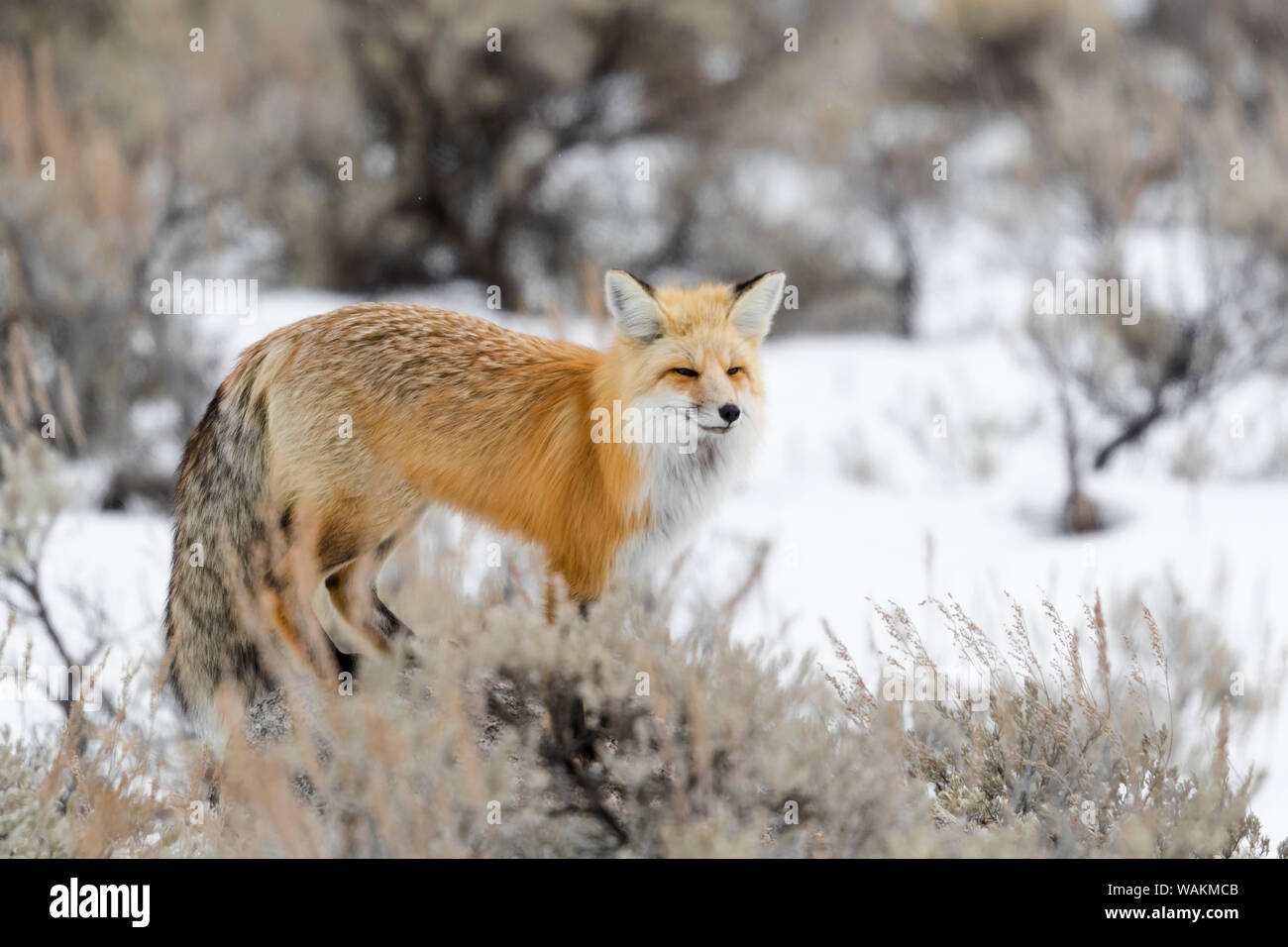 USA, Wyoming, Yellowstone National Park, Red Fox, Vulpes vulpes. Ein roter Fuchs Vermessung der Szene. Stockfoto