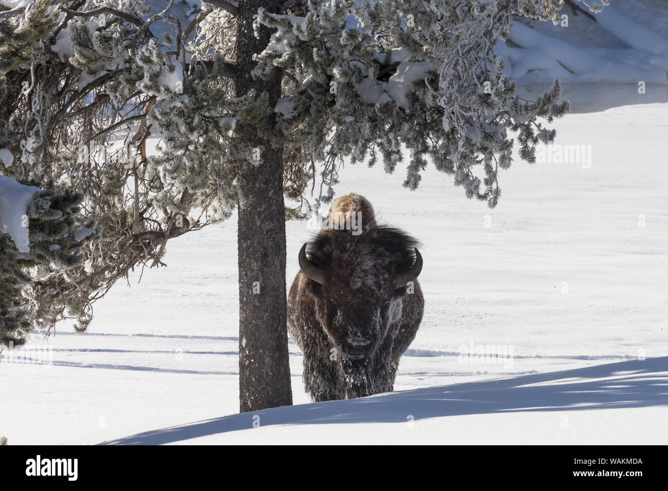 Usa, Wyoming, Yellowstone National Park. Bison stehend unter einem Baum für den Schutz. Stockfoto