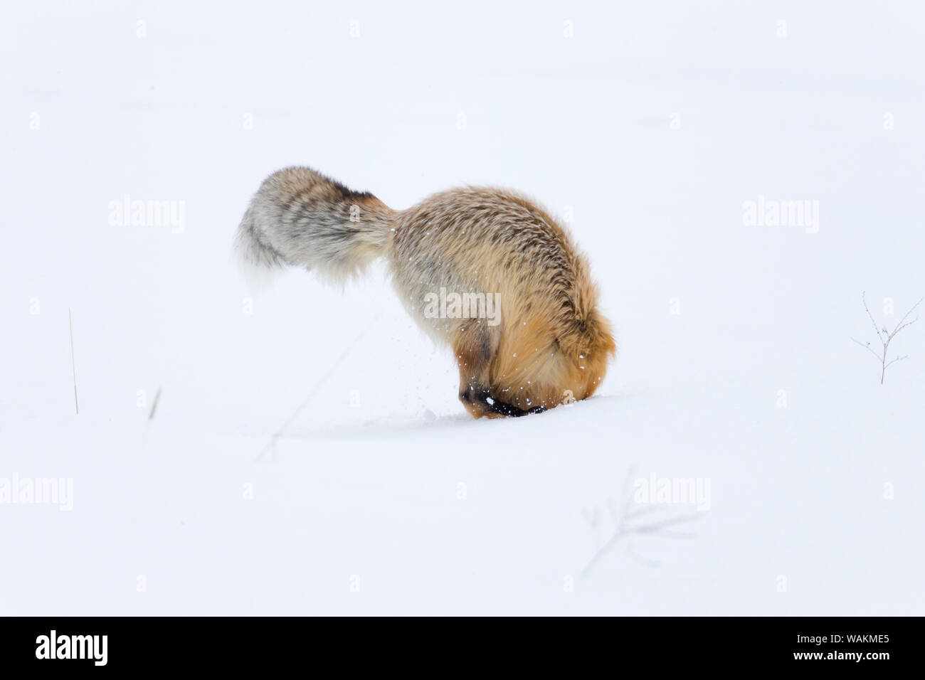 Usa, Wyoming, Yellowstone National Park. Red Fox ist kopfüber in den Schnee ein Nagetier zu erhalten. Stockfoto