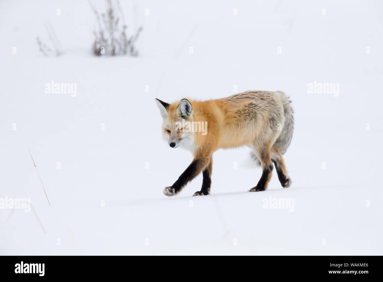 Usa, Wyoming, Yellowstone National Park. Red Fox listening für Bewegung unter dem Schnee Signalisierung ein Nagetier. Stockfoto
