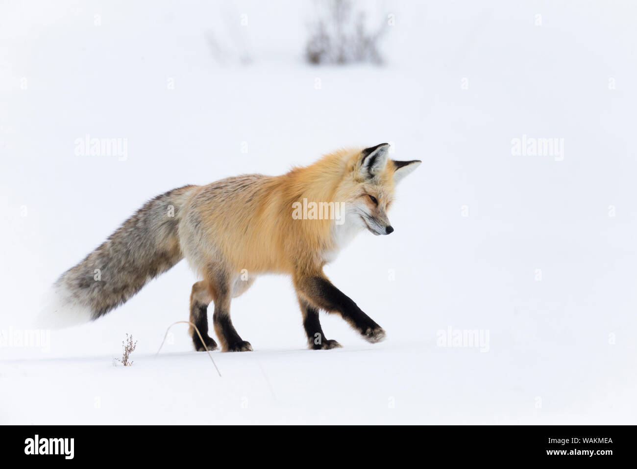 Usa, Wyoming, Yellowstone National Park. Red Fox listening für Bewegung unter dem Schnee Signalisierung ein Nagetier. Stockfoto