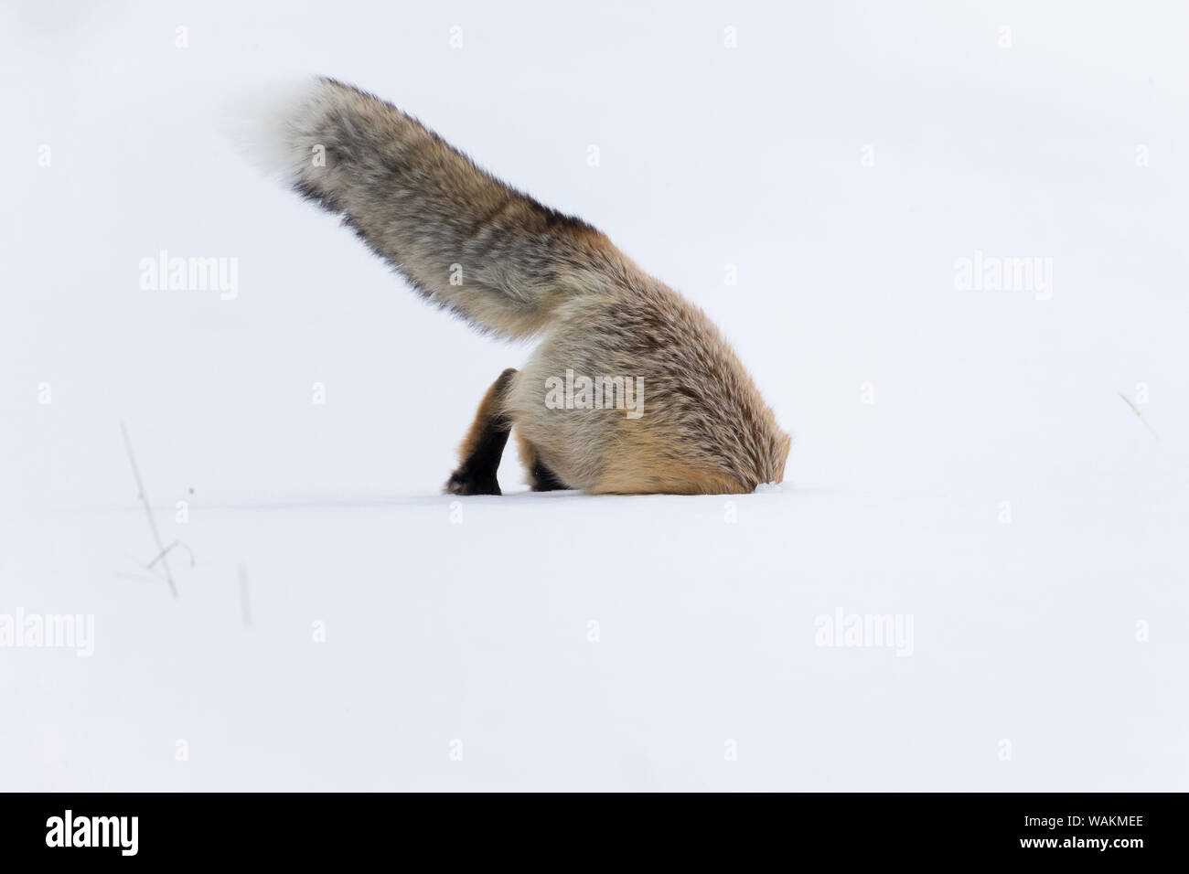 Usa, Wyoming, Yellowstone National Park. Red Fox sprang durch den Schnee zu brechen ein Nagetier zu erhalten. Stockfoto