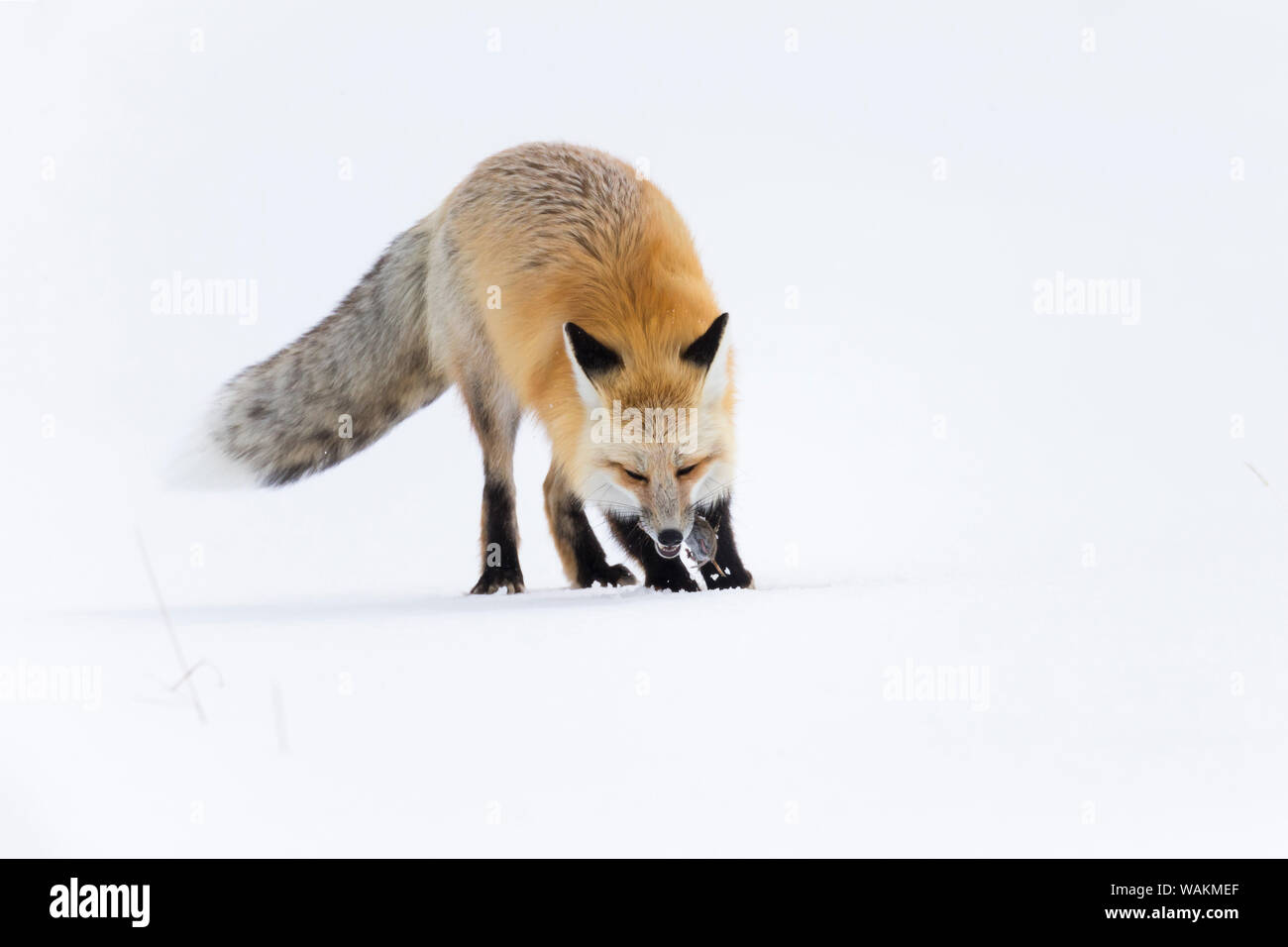 Usa, Wyoming, Yellowstone National Park. Red fox Essen ein Nagetier nach springen und durch den Schnee zu brechen, um es zu erreichen. Stockfoto