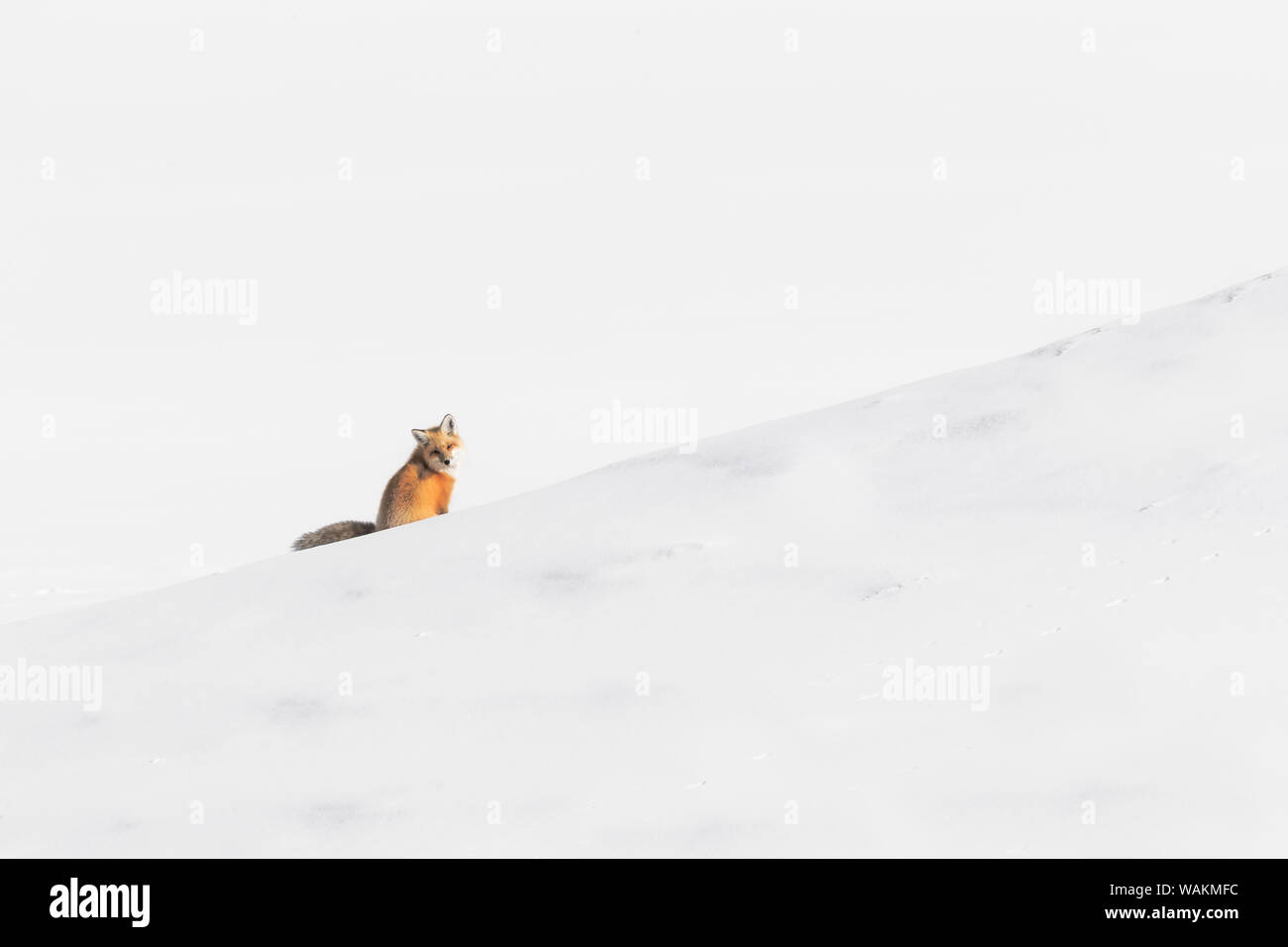 Usa, Wyoming, Yellowstone National Park. Red Fox sitzen auf einer Bank. Stockfoto