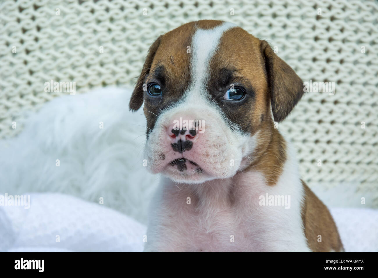 Porträt eines kleinen Welpen Boxer Hund Stockfoto
