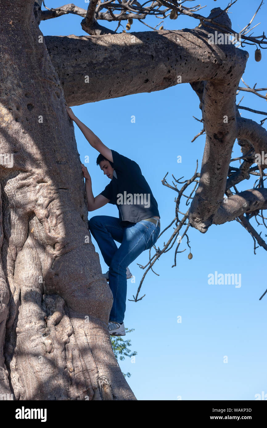 Jungen kaukasischen Mann Klettern ein Baobab Baum Stockfoto