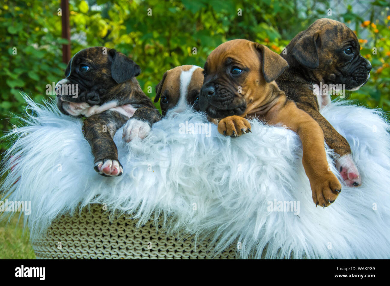 Vier boxer Welpen in einem Korb Stockfoto