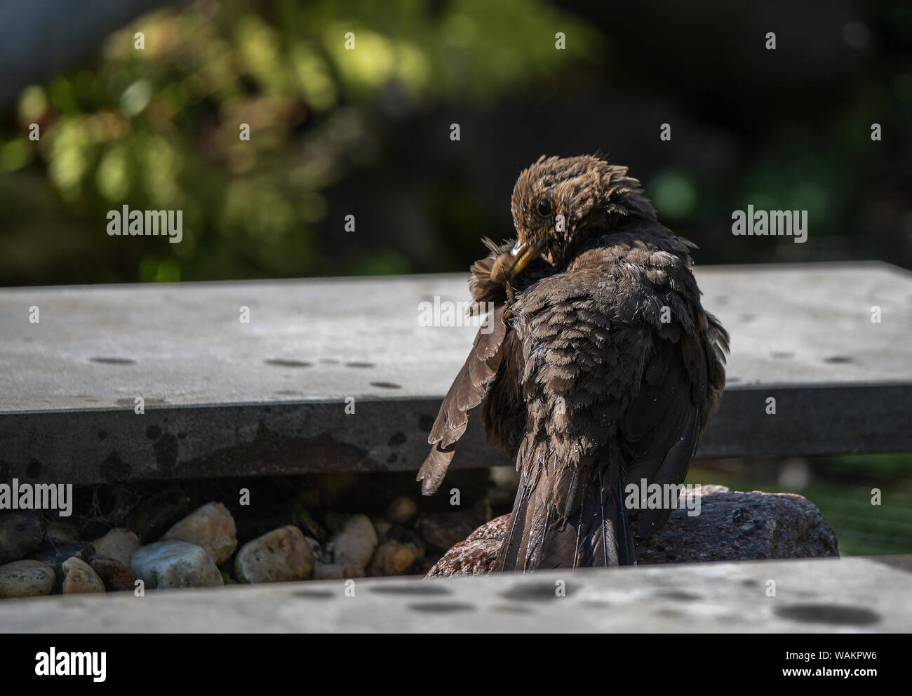 Blackbird wäscht sich nach einem Bad im Garten Stockfoto