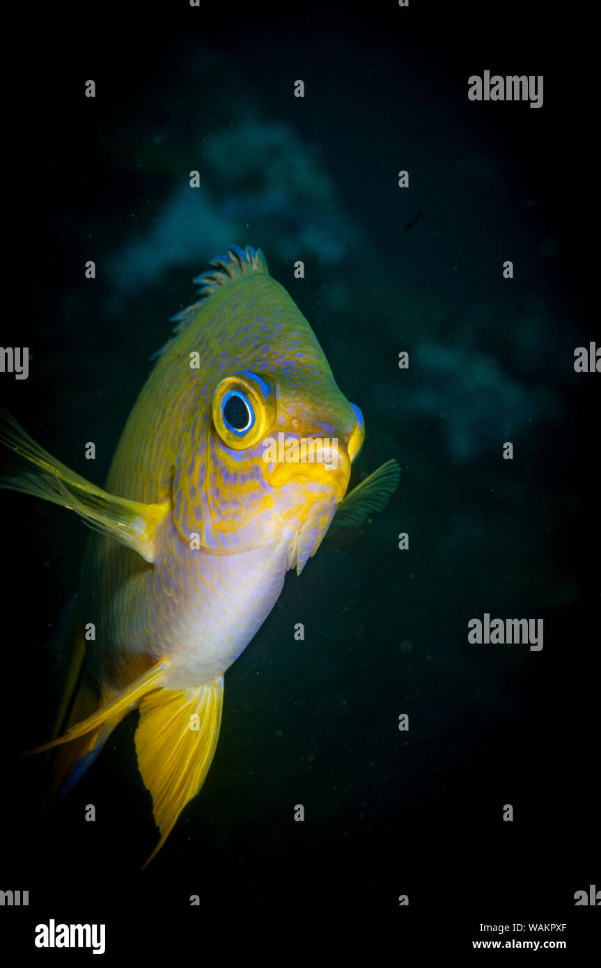 Damselfishes (Pomacentrida), Tulamben, Bali, Indonesien Stockfoto