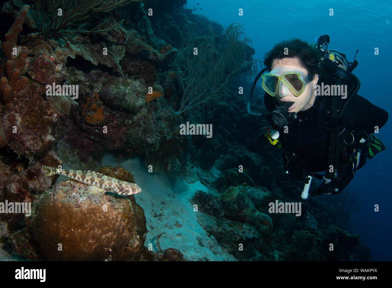 Frau Scuba diver Ansätze lizardfish auf das Riff in Bonaire, Niederländische Antillen Stockfoto