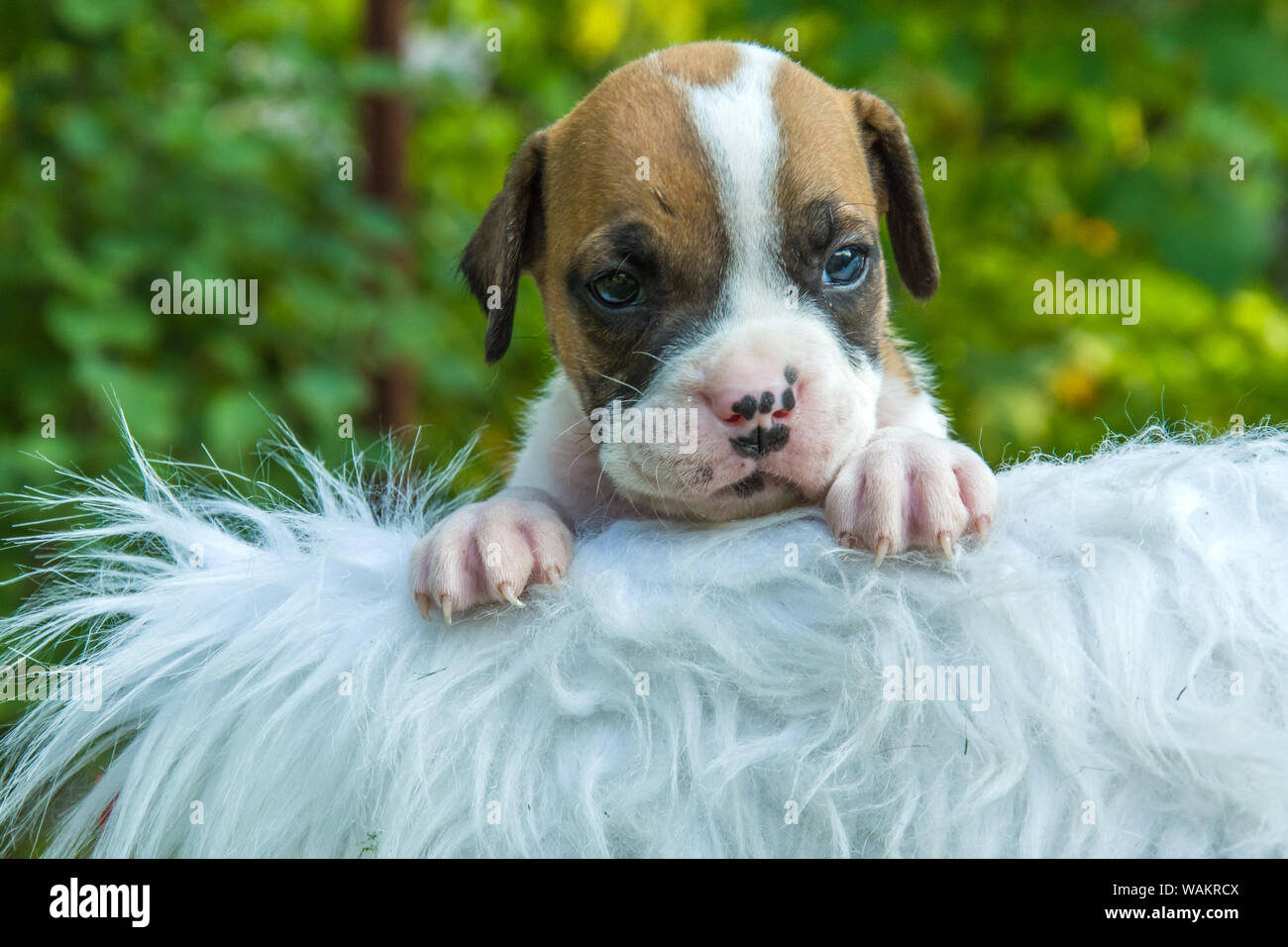 Porträt eines Welpen Hund auf einer weißen Decke Stockfoto